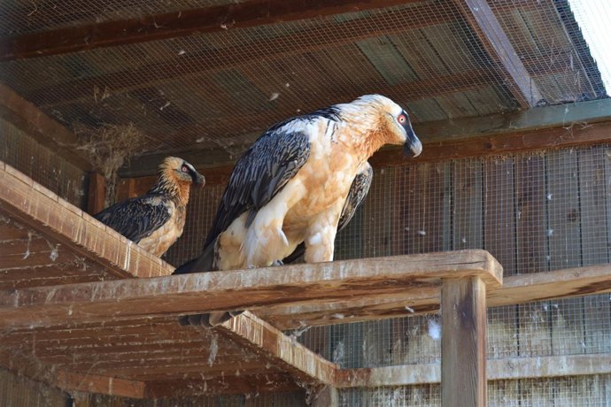 Quebrantahuesos del zoo de barcelona