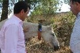 El conseller Company presenta proyecto con ganado equino