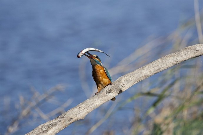 Festival Internacional de Ornitología