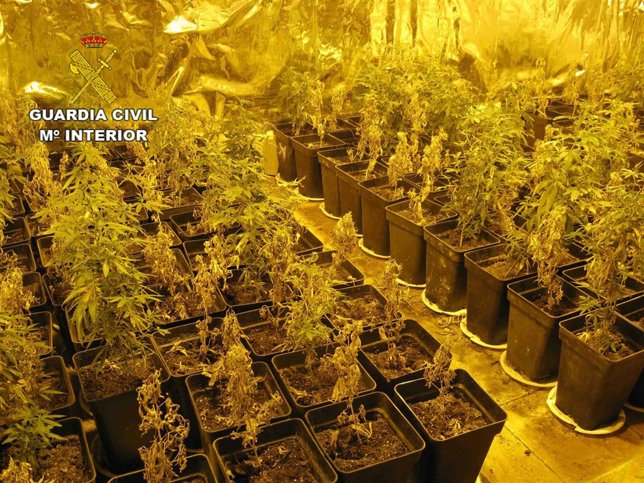 Laboratorio de cultivo de marihuana en Inca