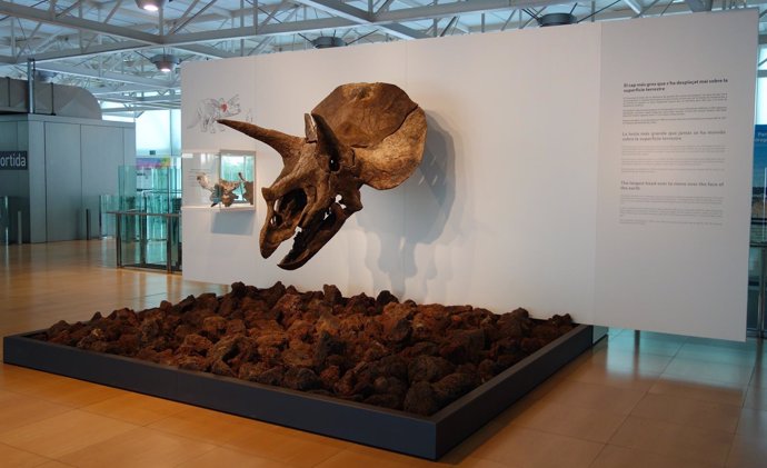 Fósil de Triceratops en el CosmoCaixa