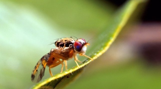 Brasil tem a primeira fábrica de mosquitos da dengue geneticamente modificados