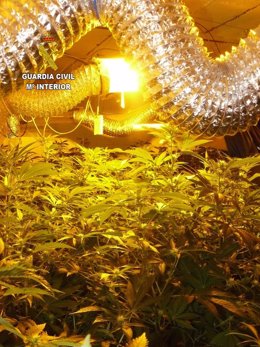 Plantas de marihuana localizadas en una casa de Aznalcóllar