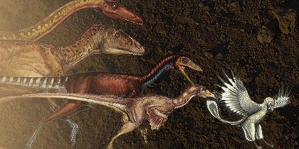 Dinosaurios encogidos evolucionaron como aves voladoras Dinosaurios encogidos evolucionaron como aves voladoras