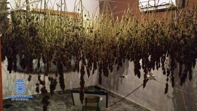 Secadero de marihuana en el interior del dúplex en El Ejido