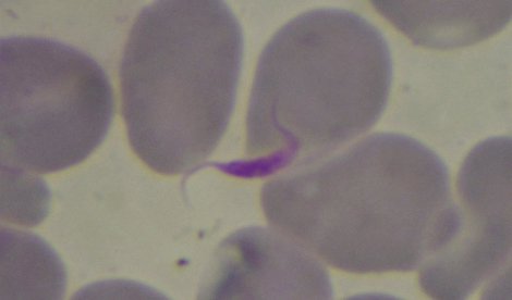 Investigación