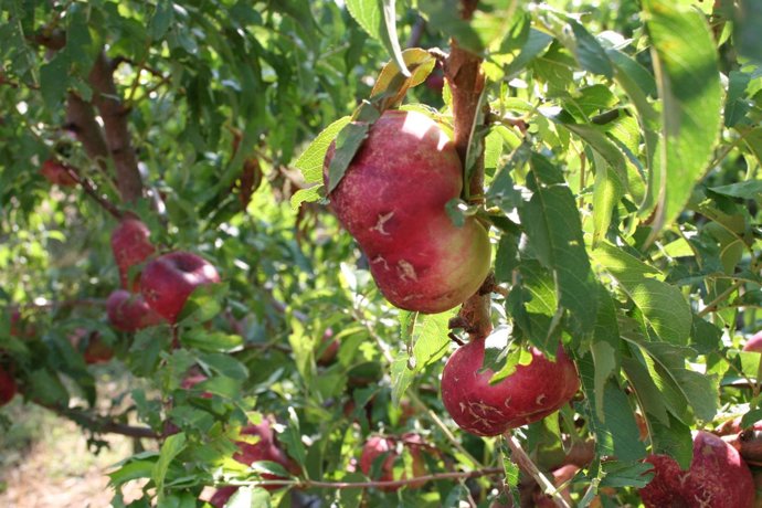 Fruta afectada por el granizo