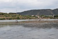 La CHE limpiará el cauce del Segre, en Mequinenza