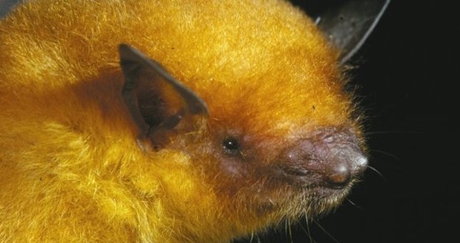 Nueva especie de murciélago: Myotis midastactus