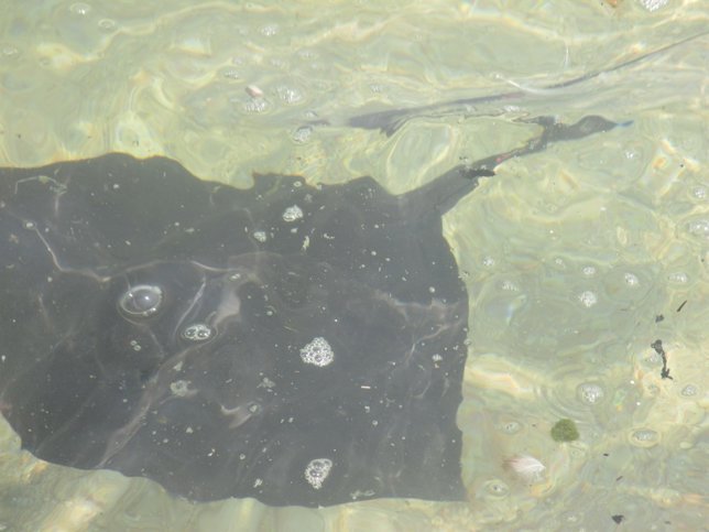 Pez raya avistado en Blanes