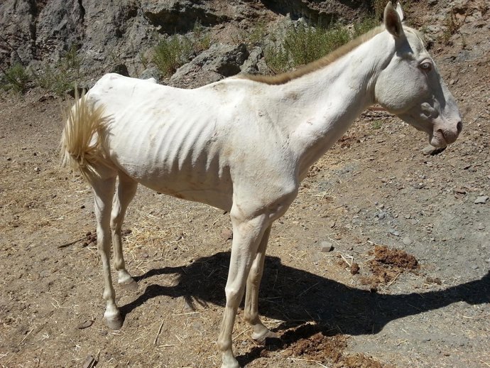 Caballo raquítico hambre inanición abandono animales equino 