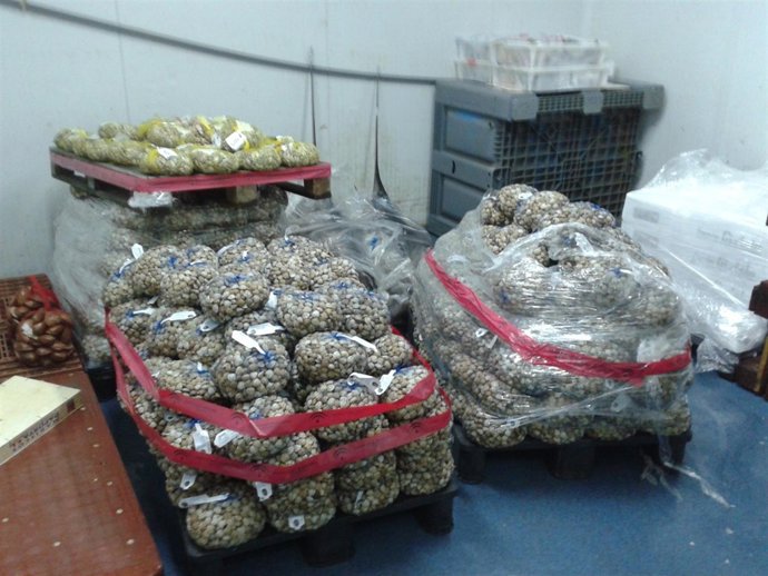 Mercamálaga, Chirla, Merluza, Coquina Inmaduros, Pescado