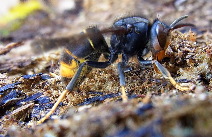 Ejemplar de avispa asiática, una especie invasora. Vespa Velutina