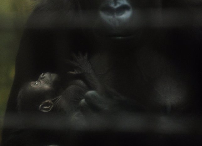 Kiburi, a newborn gorilla baby, is carried by her mother Safiri in the zoo of Du