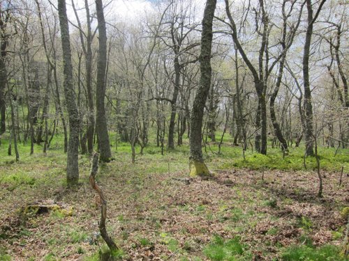 Árboles del valle de Liébana