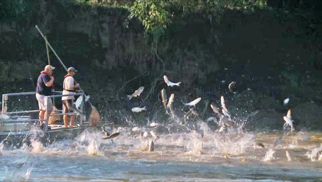 Pesca de carpas plateadas voladoras