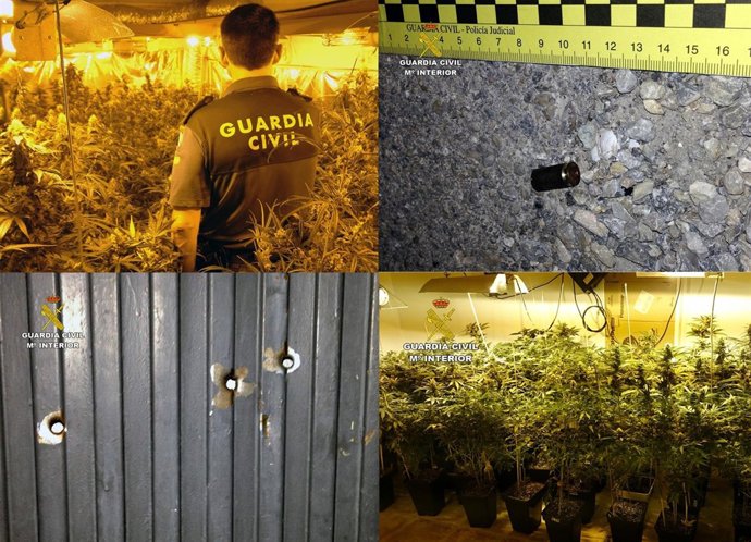 Marihuana intervenida en una operación de la Guardia Civil