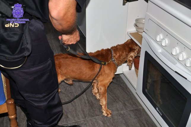 Un pero busca droga en una de las viviendas