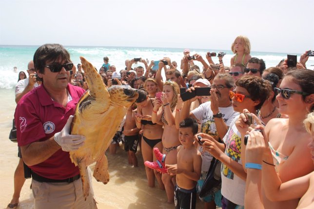 Tortuga boba que se ha devuelto al mar