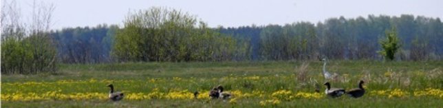 Imagen de paisaje cerca de Pripyat, la ciudad más cercana a Chernobyl