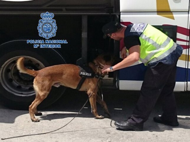 Agente inspecciona un autobús con un perro