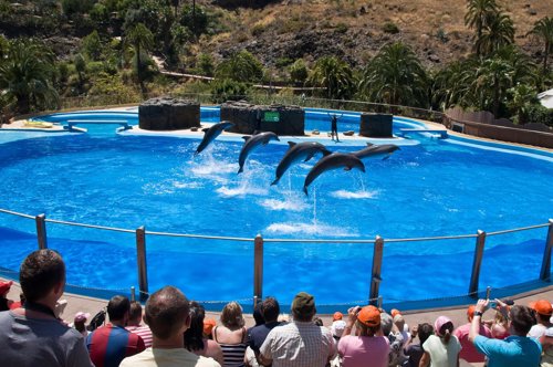 Delfines en Palmitos Park.