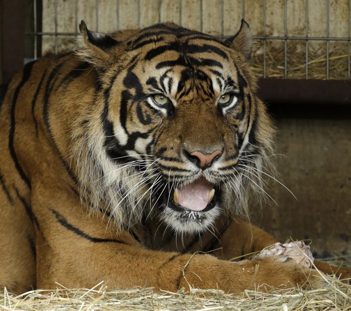 Niño atacado por tigre recibe el alta del hospital