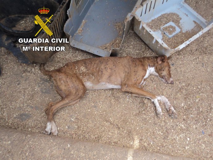 Situación en la que se encontraban animales de una protectora