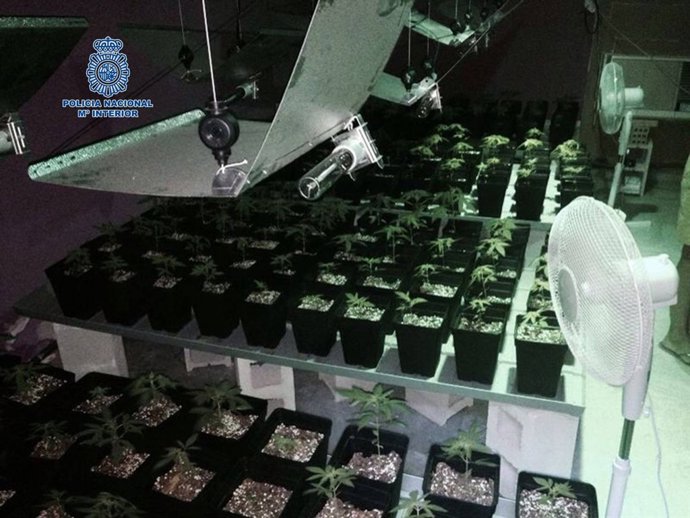 Macetas de marihuana incautadas