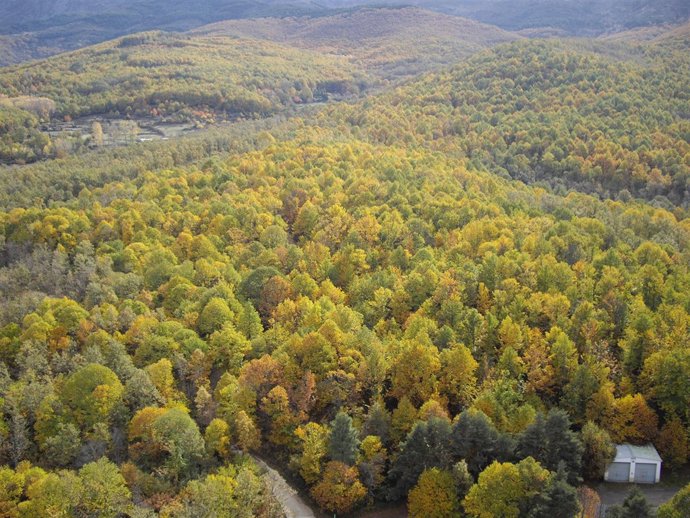Ruta del Castañar Gallego