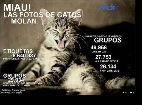 Dia Internacional del Gato