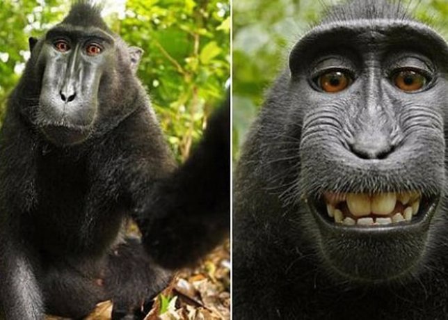 Macaco selfie Wikimedia 