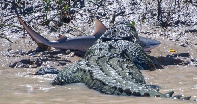 Un cocodrilo se come a un tiburón toro en un río de Australia