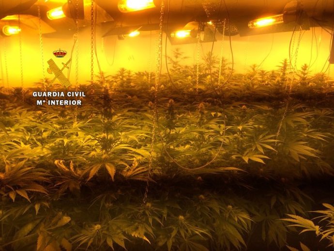 Plantación de marihuana en Inca