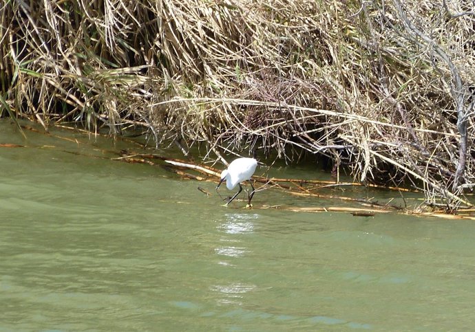 Ave en el Delta del Ebro, Delta de l'Ebre