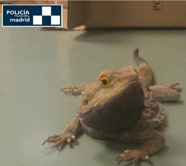 El animal rescatado por la Policía Municipal