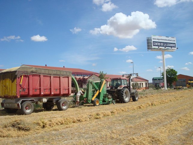 Imagen de un tractor cargado con lenteja de La Armuña