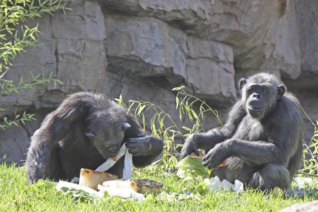 Celebración del cumpleanos del chimpancé Chispi