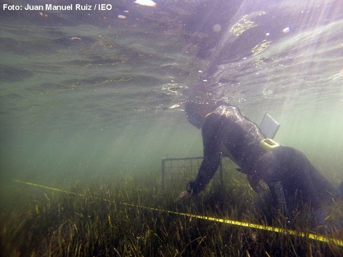 Praderas marinas en el Mar Menor