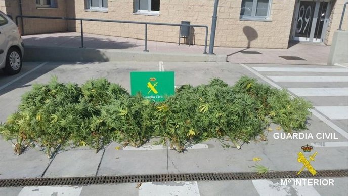 Imagen de la marihuana intervenida