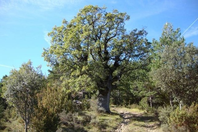 Sierra de San Miguel.