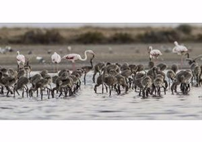 Flamencos y gaviotas patiamarillas en el Delta del Ebro