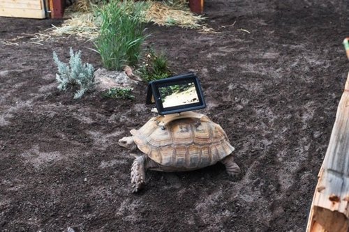 Tortugas con iPads desatan la polémica en el Museo de Arte de Aspen