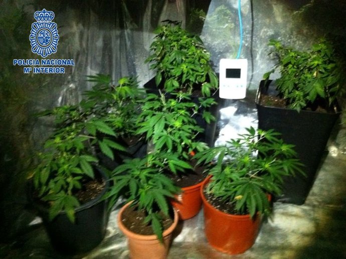 La Policía Nacional desmantela una plantación de marihuana en Rincón de Seca