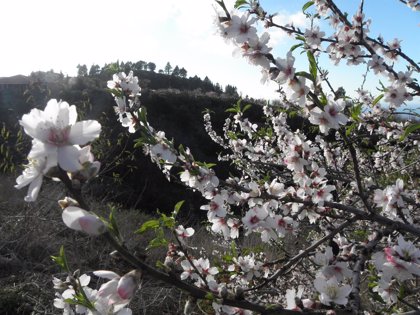 Canarias huele a flores blancas, fruta y mar