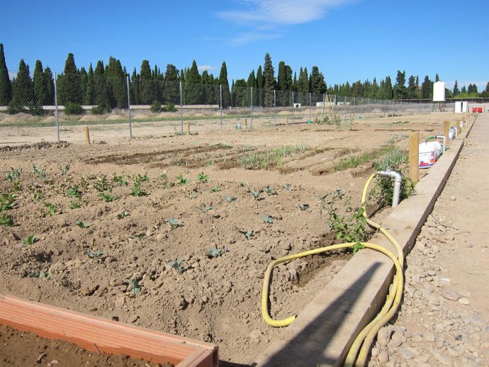Algunos de los nuevos huertos de ocio de El Campillo ya trabajados