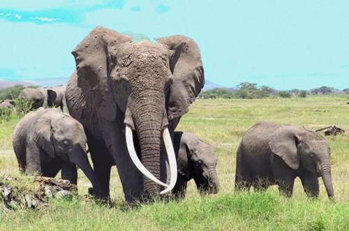 Fotografía de elefantes africanos