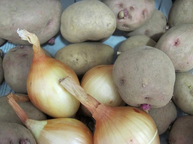 Patatas, Cebollas, Tubérculos