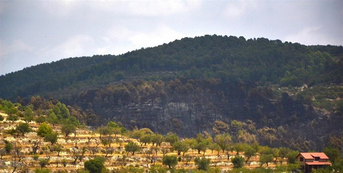 Zona afectada por el incendio de Torremanzanas. Archivo
