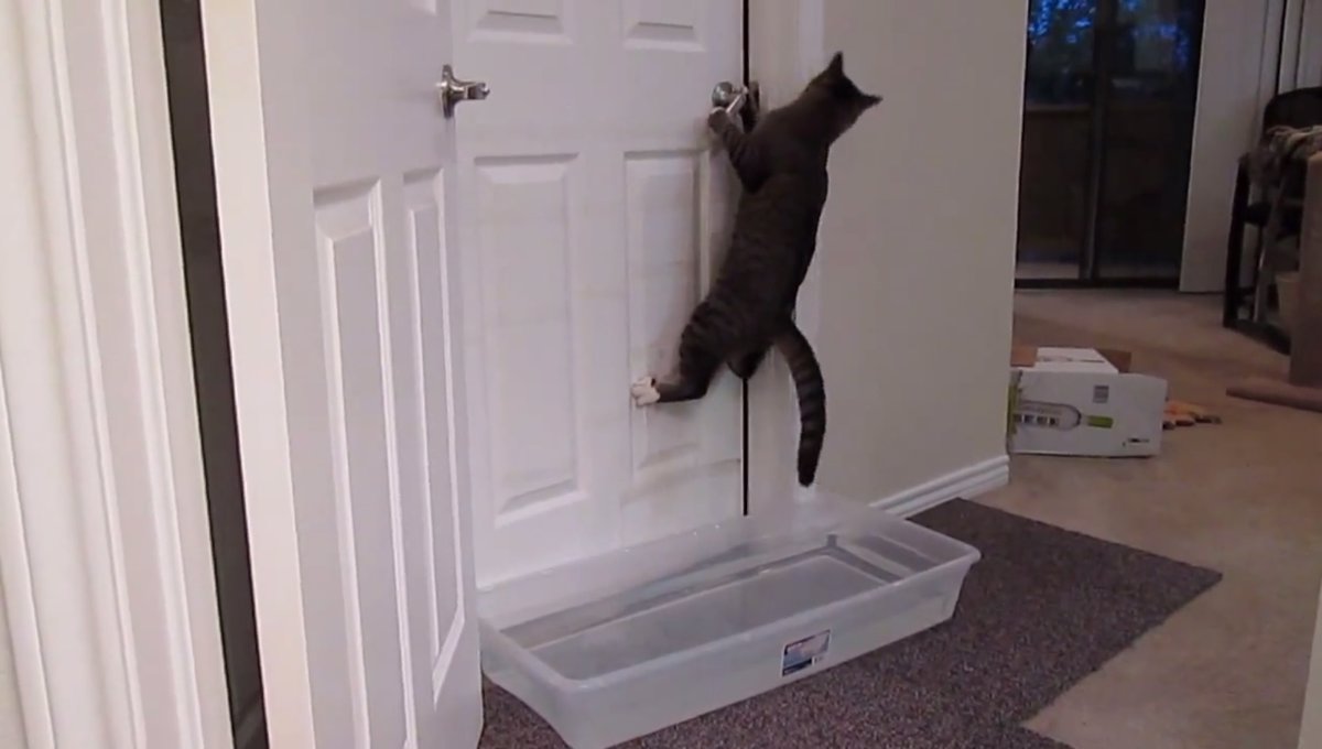 Кот открывает дверь